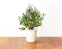 Click and Grow Smart Garden 3 pak refill - lavendel