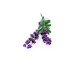 Click and Grow Smart Garden 3 pak refill  - lavendel