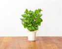 Click and Grow Smart Garden 3 pak refill - pebermynte